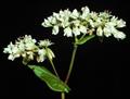Japanese buckwheat ، silverhull buckwheat
